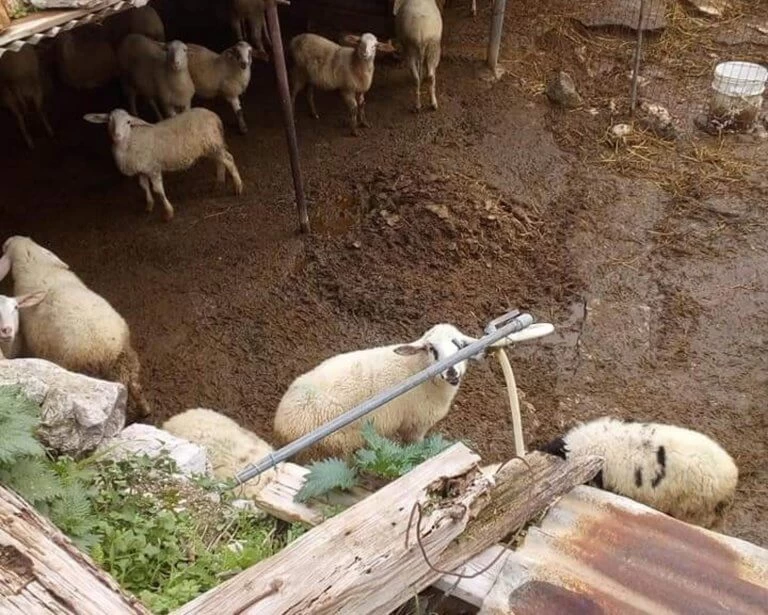 Φυλάκιση 6 μηνών σε κτηνοτρόφο για τις άθλιες συνθήκες στη στάνη του (εικόνες)